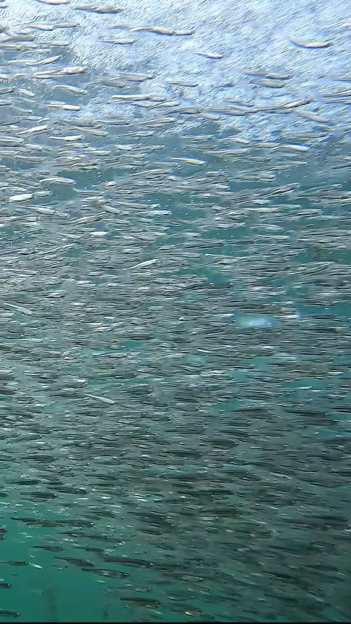 Life under ice: a slower pace beneath a frozen lake. #underwater @kevinbiskaborn