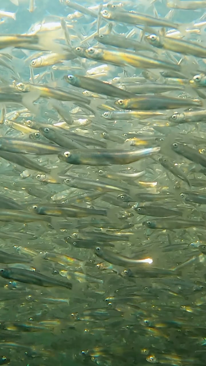 Underwater light show. #shiners @kevinbiskaborn

#freshwater #fish #underwater