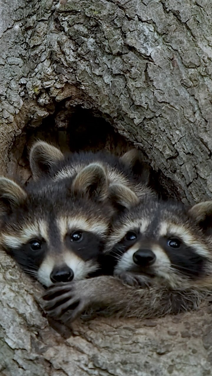 A tree hole jam-packed with troublemakers. #raccoons

#canada #earthcapture #natgeowild