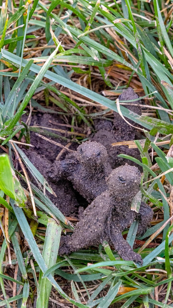 Hatchlings: “Hello world!”. Baby snapping turtles emerge from an underground hole that was dug by their mother three months earlier. #snappingturtle @kevinbiskaborn 

#babyanimals #earthcapture #turtle