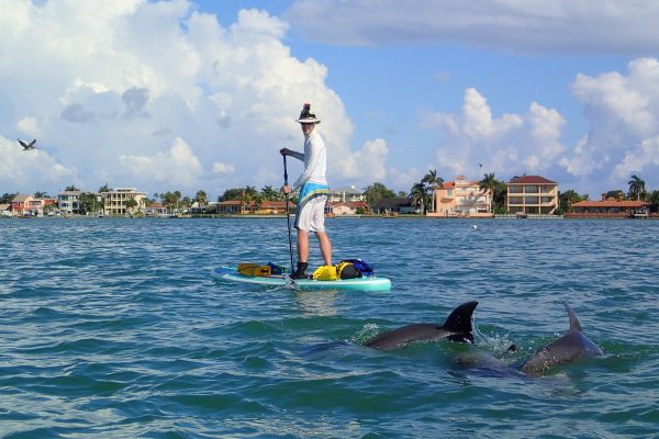 Paddle Boarding with Dolphins Video Cover