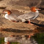 Common Mergansers: a pair of mergansers rest on a rock in Muskoka, Ontario.