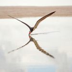 X-Wing: skimming across the water, the reflection of a black skimmer creates a visual "X".
