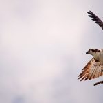 One Stick at a Time: an ospray returns to the nest with new building material.