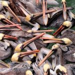 Feeding Frenzy: a group of brown pelcians compete for food in Florida.