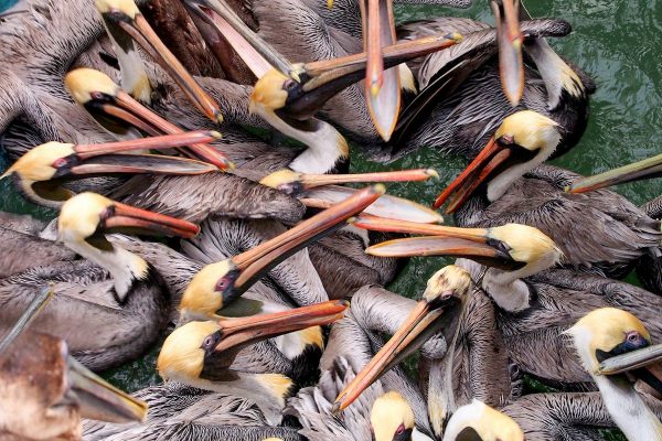 Feeding Frenzy: a group of brown pelcians compete for food in Florida.