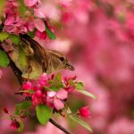 Female House Sparrow in a Flowering Crabapple Tree: a sparrow feeds in a tree of pink.