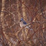 Blue Jay on a Branch: surrounded by bare branches in winter, a blue jay shows off its colour.