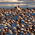 Cold Winter Gathering of Canvasback Ducks: a large flock of birds on the Detroit River.