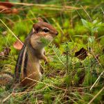 Storing Up for Winter: a chipmunk forages for food on the forest floor.