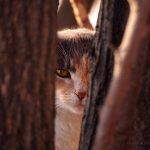 Cautious Feral Cat: a wild cat keeps an eye from the safety of two trees.