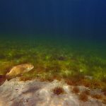 Kempenfelt Bay Smallmouth Bass: a smallmouth bass swims in the clear, sunlit waters of Kempenfelt Bay in Barrie, Ontario.