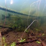 Largemouth Bass: an underwater view of a largemouth bass keeping close to structure.