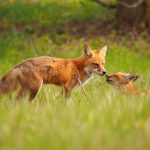 A Moment Shared: a red fox kit shares a tender monent with mom.