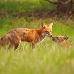 A Moment Shared: a red fox kit shares a tender monent with mom.