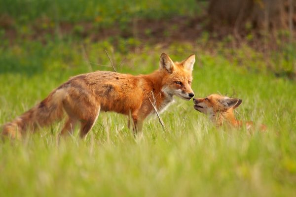 A Moment Shared: a red fox kit shares a tender monent with mom.