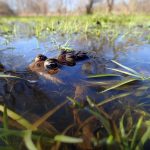 Eastern American Toads: a male American toad clings to a female.