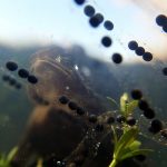Underwater with Toads and Spawn: a submerged view of an American toad and spawn.