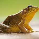 Bullfrog Side Profile: a photo revealing the detailed texture of a bullfrog's skin.
