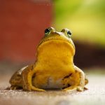 Curious Bullfrog: hopping toward the camera, this bullfrog was ready for a close-up.