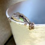 Hanging Out in a Drainage Pipe: a gray tree frog looks out from the refuge of a drainage pipe.