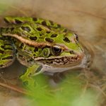 Northern Leopard Frog: a frog waits patiently for an insect to fly by.