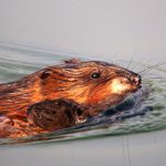 Muskrat Carrying Baby: a mother muskrat transports her newborn across a pond.