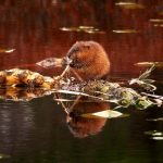 Resting on Root: a hungry muskrat munches on a lily pad root while floating on a bullhead water lily rhizome root.