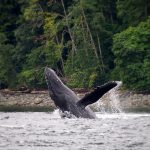 Humpback Whale Breach: a humpback whale leaps out of the water near Tofino, British Columbia.