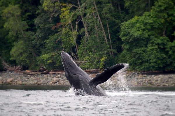 Humpback Whale Breach: a humpback whale leaps out of the water near Tofino, British Columbia.