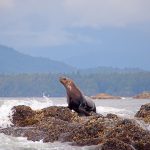King of the Rock: a stellar sea lion poses on rock outcrop in Tofino, British Columbia.