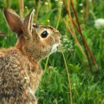 Make a Wish: a cottontail rabbit exhales on a dandelion, sending the seeds into the air.