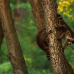 Hey, Where'd You Go? Newborn raccoon cubs chase each other around a tree trunk.