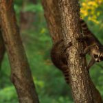Hey, Where'd You Go? Newborn raccoon cubs chase each other around a tree trunk.
