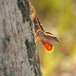 A Flash of Fire: a male brown anole makes his territory known by flashing his dewlap (throat flap).