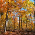 Autumn Woods: the colours of fall in the forest.