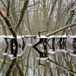 Ice Umbrellas on a Beaver Pond: as the water level drops, unqiue ice formations are visible in this beaver pond.