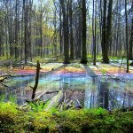 Fairytale Forest: the sunrise reveals a rainbow upon a thin layer of naturally occurring oil on the forest floor.
