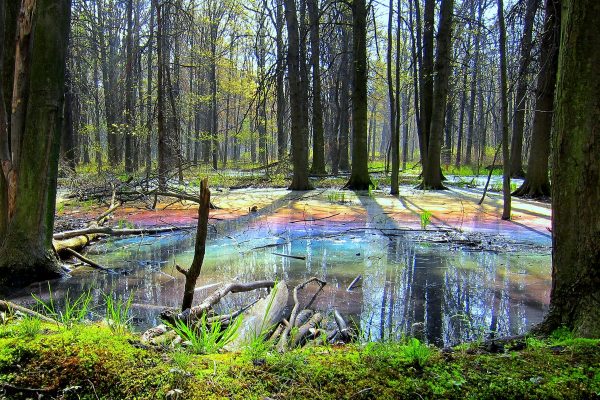 Fairytale Forest: the sunrise reveals a rainbow upon a thin layer of naturally occurring oil on the forest floor.
