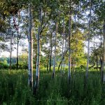 Sunrise on Birches: a cluster of birch trees are accentuated in the early morning sun.