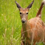 Attentive Doe: a white-tailed deer doe cautiously approaches the camera.