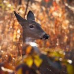 Autumn Doe: a white-tailed deer doe is surrounded by the colours of fall.