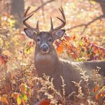 Breath of Autumn: the chilly air reveals the exhaled breath of this white-tailed deer buck.