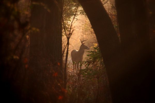 A Gap in the Forest: a white-tailed deer buck pauses in a gap of light between trees.