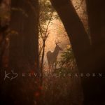 A Gap in the Forest: a white-tailed deer buck pauses in a gap of light between trees.