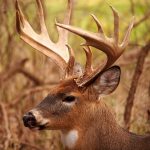 Large and In Charge: a dominant white-tailed deer buck.
