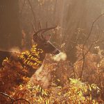 Magical Morning: a white-tailed deer buck reveals the chill in the air as he breathes out.