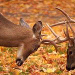 Locked In: a pair of white-tailed deer bucks spar during the rut.