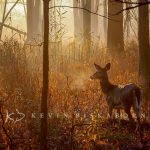Dawn, Depth and Doe: a white-tailed deer doe stands amid the yellow and red glows of the morning sun.