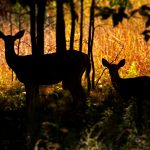 Doe and Fawn: a mother white-tailed deer stands silhouetted with her fawn.